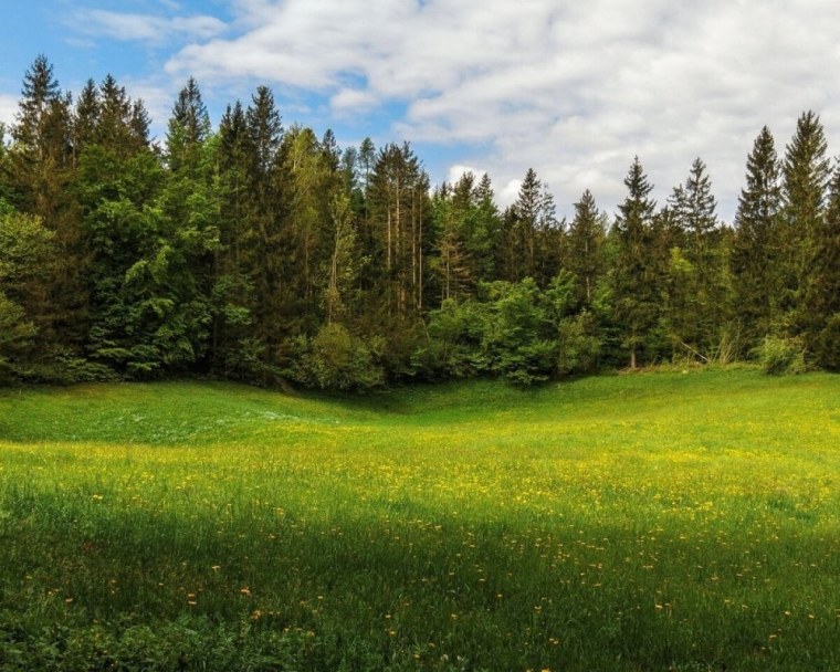 Лесная Поляна в лесу