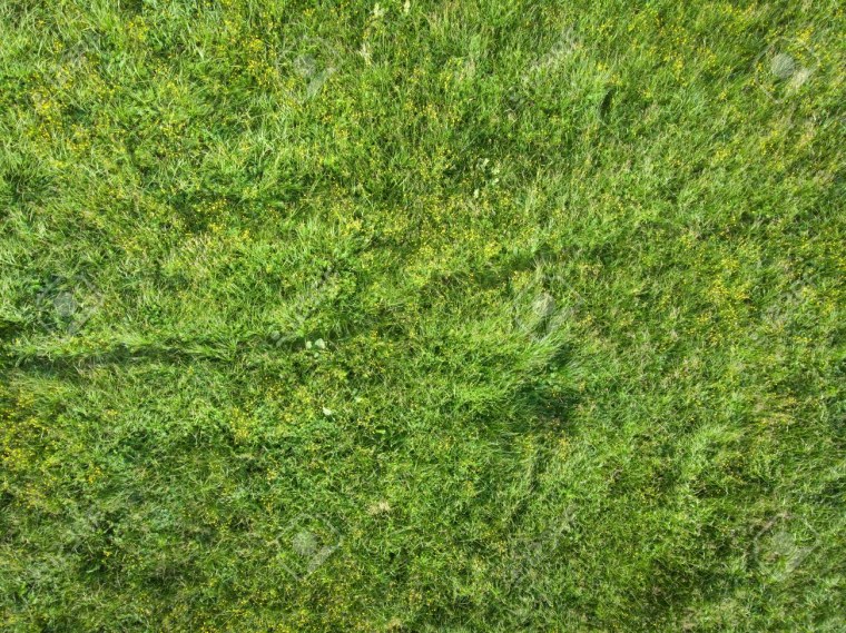 Трава на лугу вид сверху