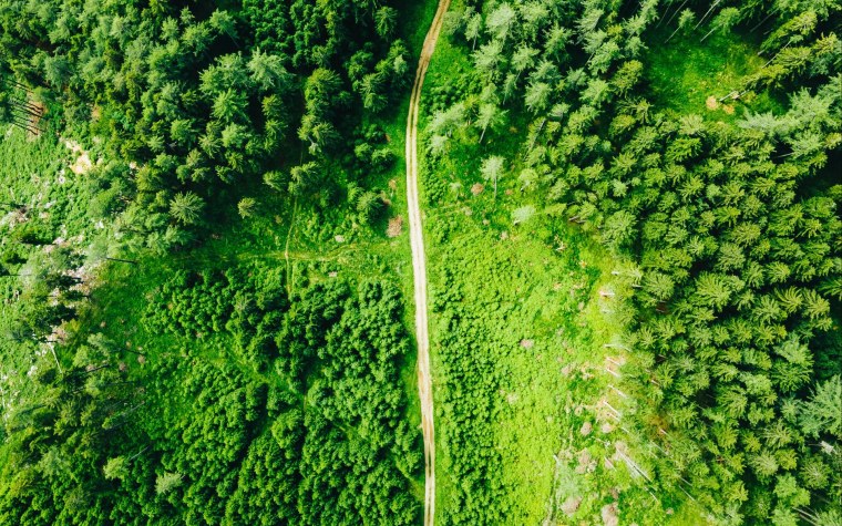 Лес вид сверху