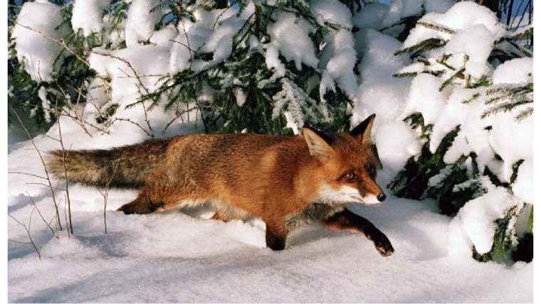 Звери зимой в лесу