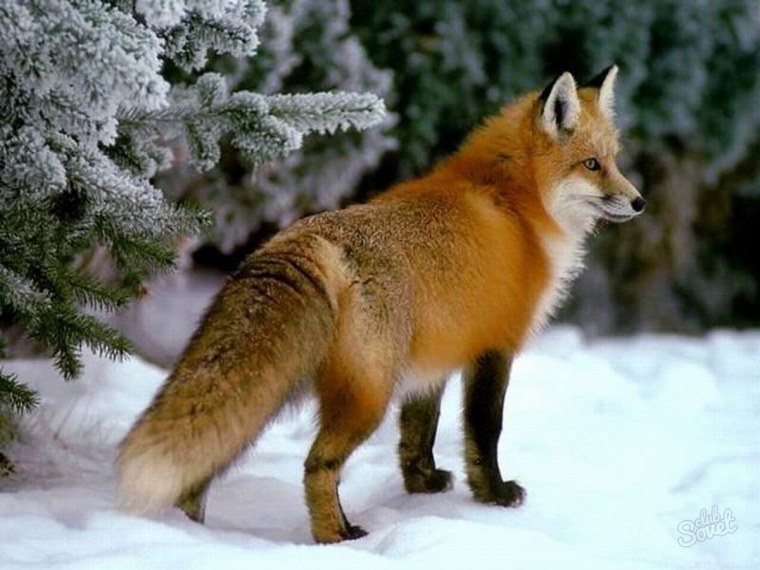 Лиса в тайге