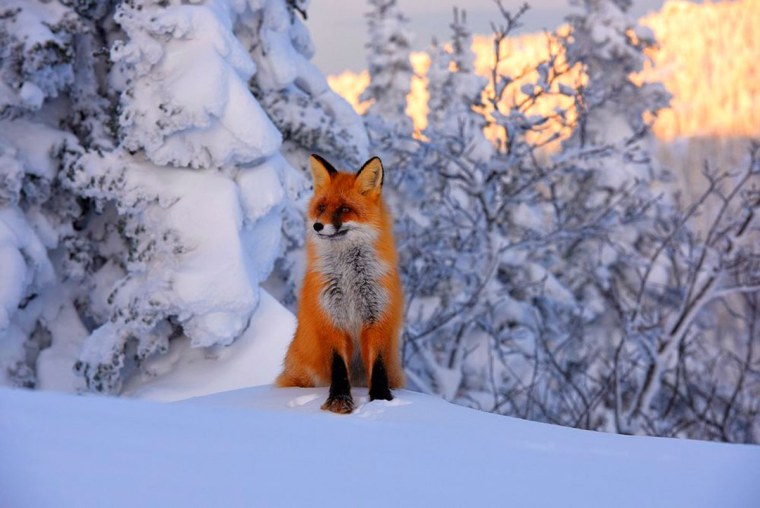 Горная Шория медведь