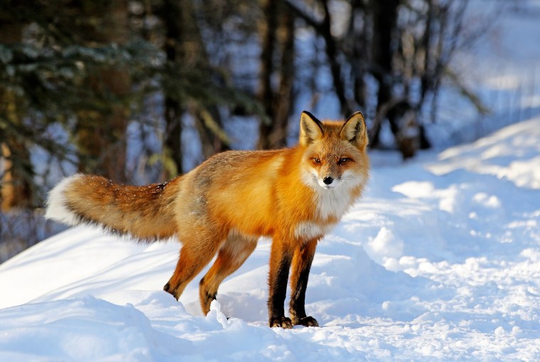 Лиса зимой