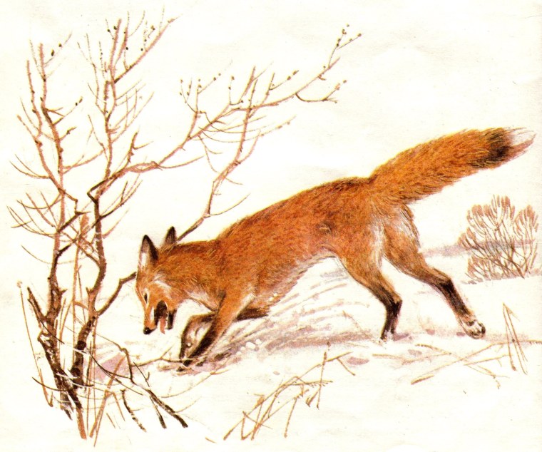 Сладкова лиса плясунья