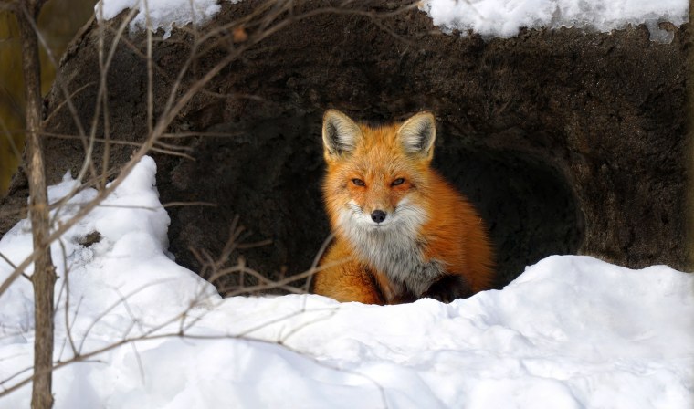 Лисья Нора в лесу