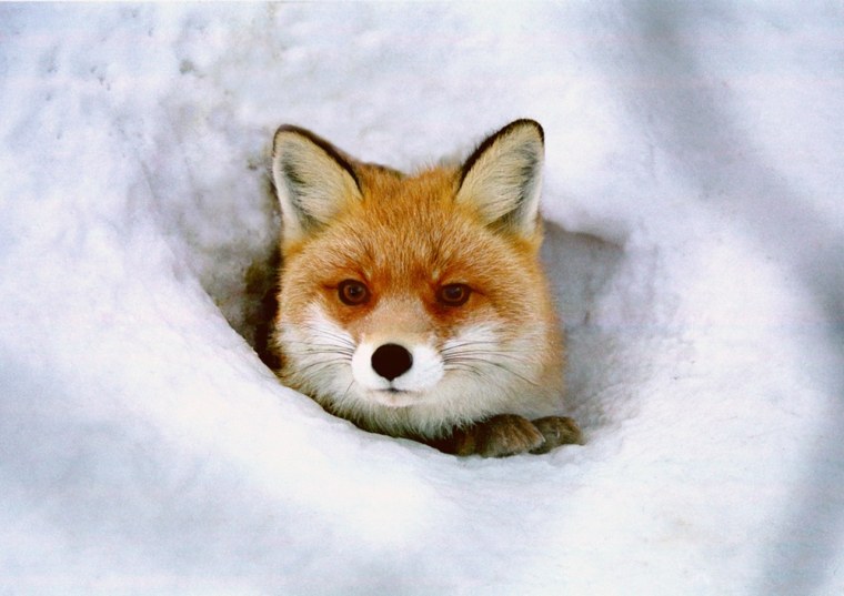 Жилище лисы