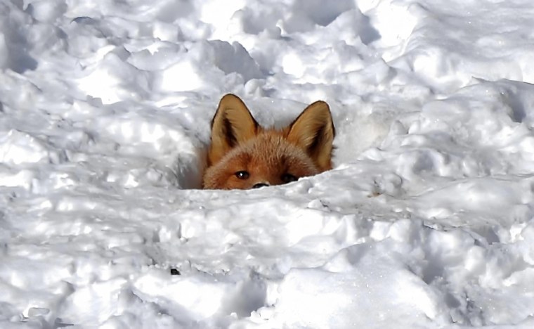 Лиса спряталась