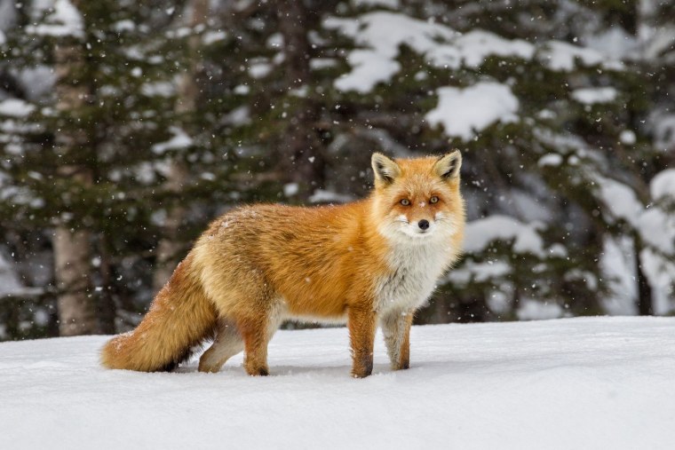 Лиса в зимней шубке