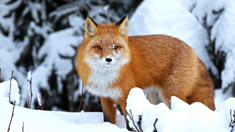 Животные зимой