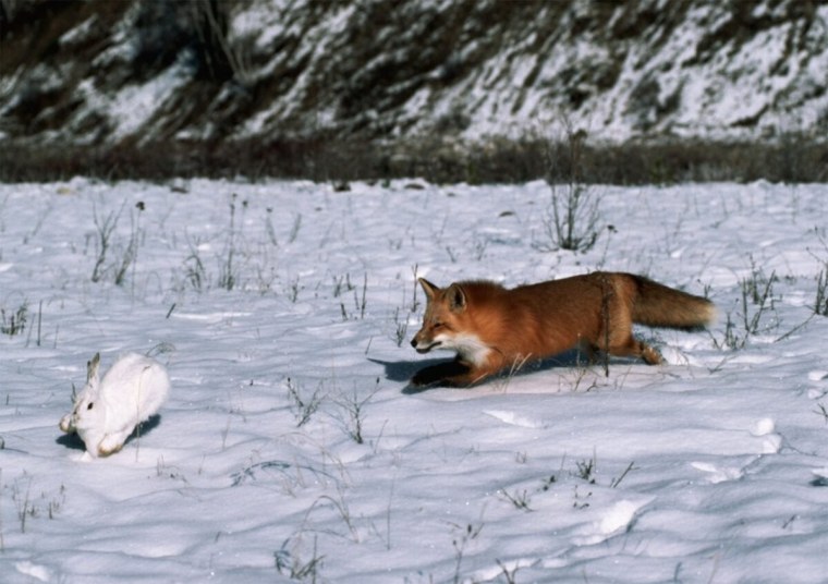 Лиса на охоте зимой