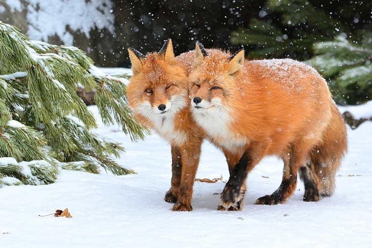 Звери в лесу