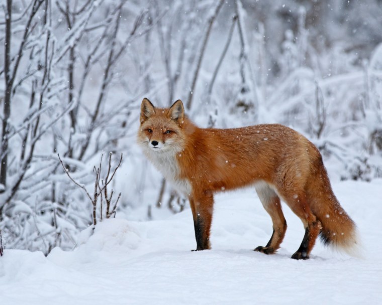 Что ест лиса зимой