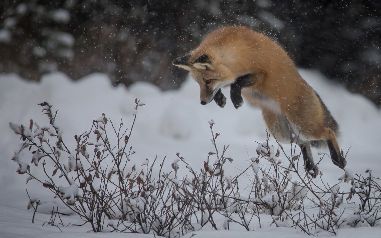 Лисья охота на мышей