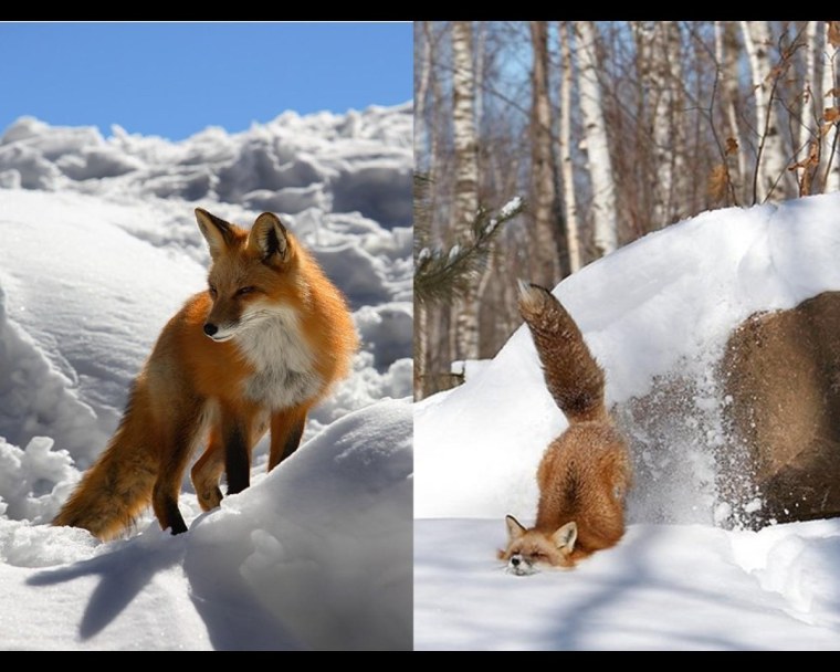 Лиса зимой и летом