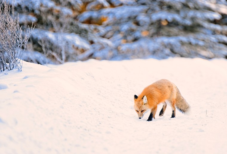 Жилище лисы зимой