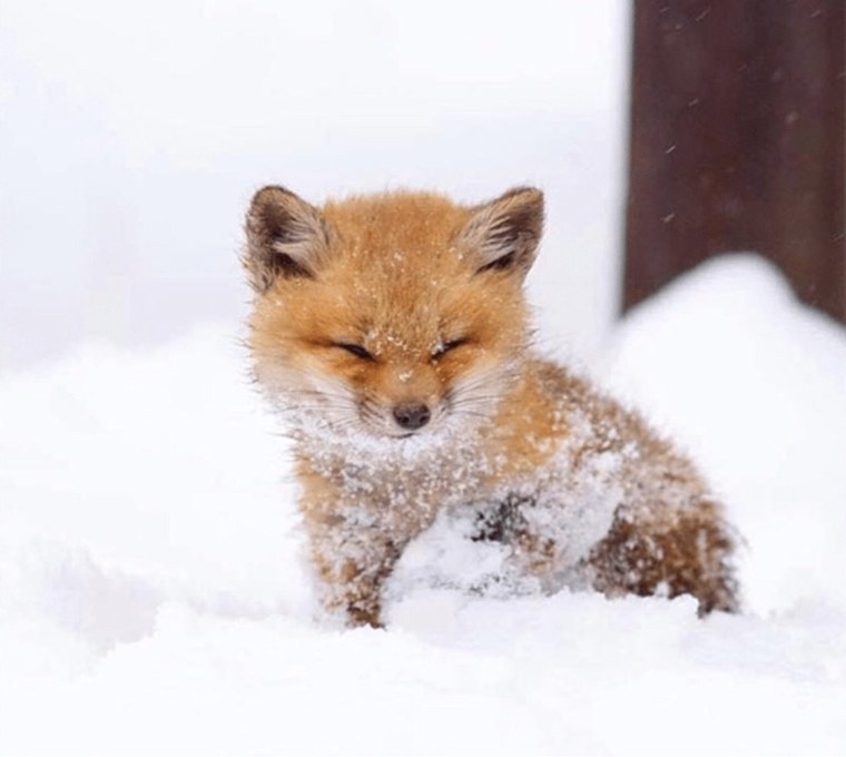 Лисенок зимой