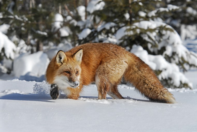 Лисы в зимнем лесу
