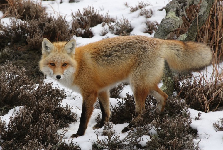 Снежная лиса