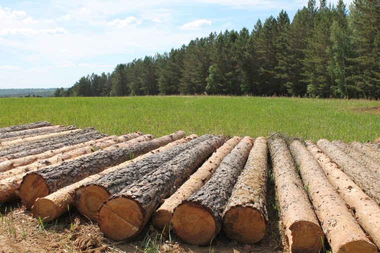 Лесопромышленный комплекс древесина