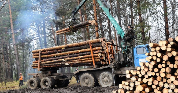 Лесная промышленность СЗФО