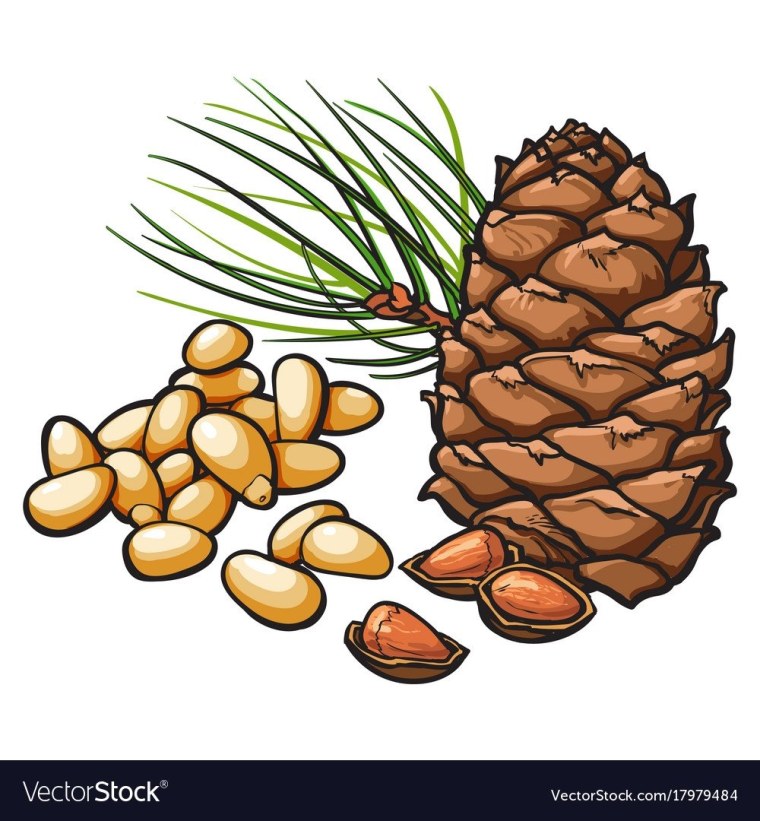 Кедровый орех вектор