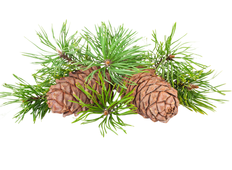 Кедровая шишка на ветке