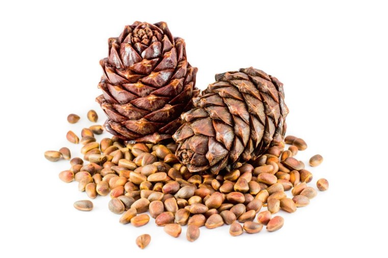 Кедр шишки и орехи