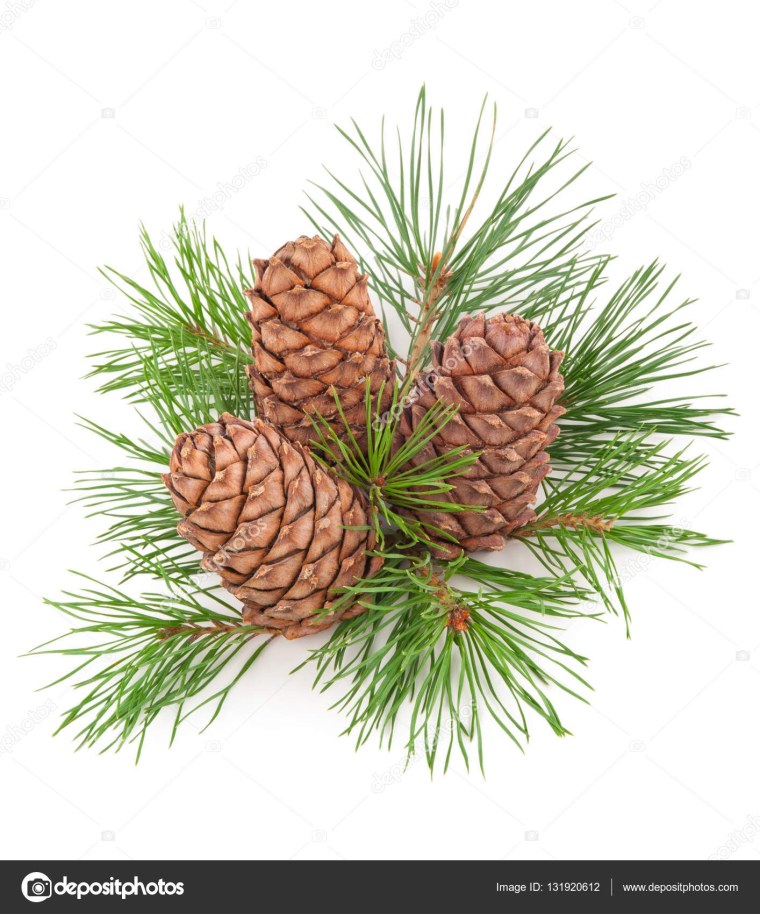 Кедровая шишка на ветке