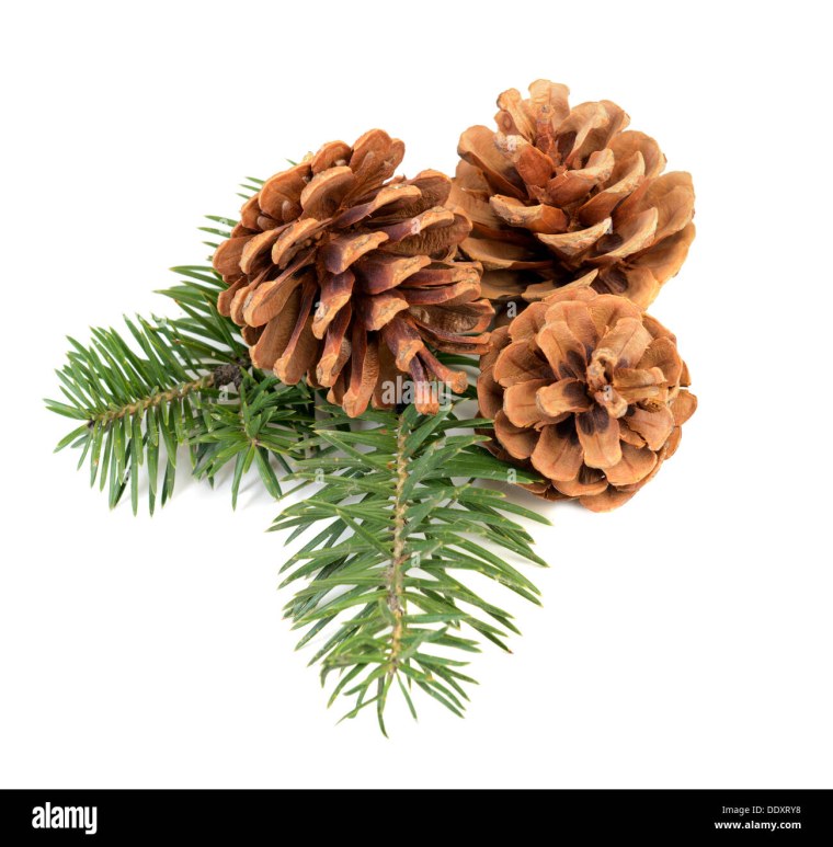 Кедровая шишка вид сверху