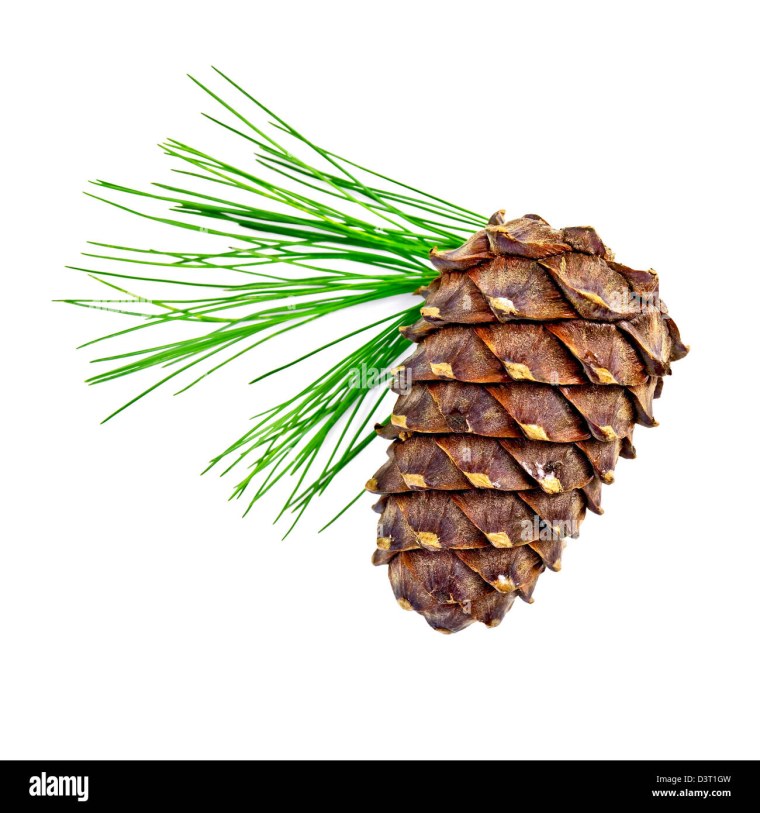 Ветка кедра с шишками