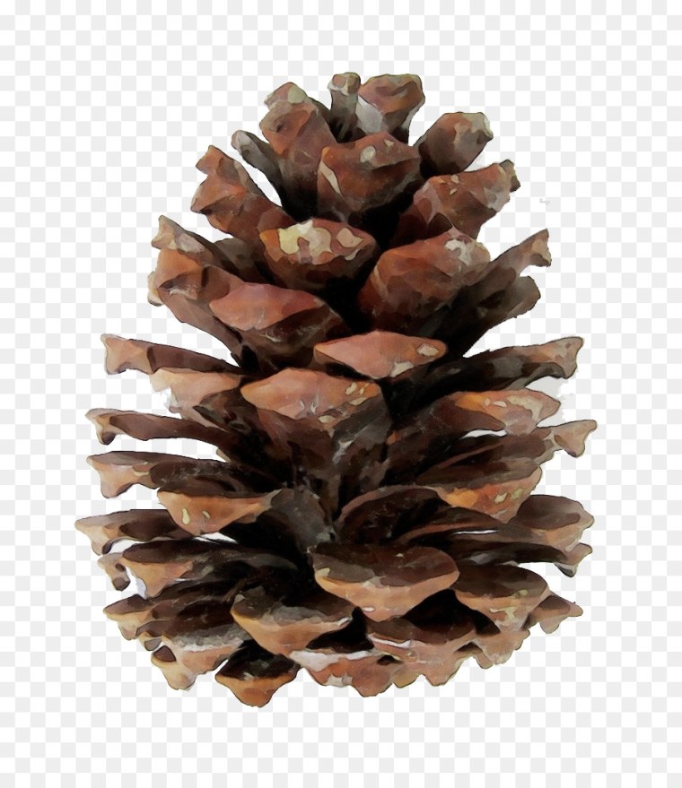 Шишки на прозрачном фоне