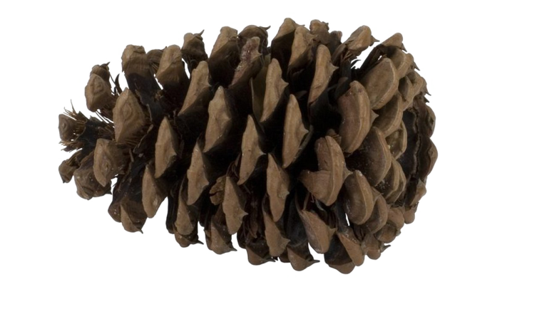 Еловая шишка