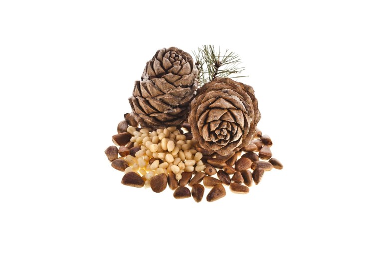 Кедр Сибирский шишка семена