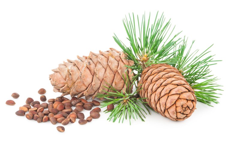 Ветка кедра на белом фоне