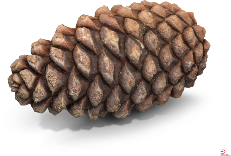 Шишка на белом фоне