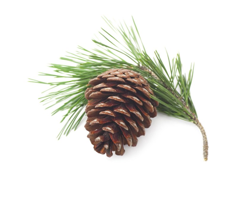 Сосновая шишка на белом фоне