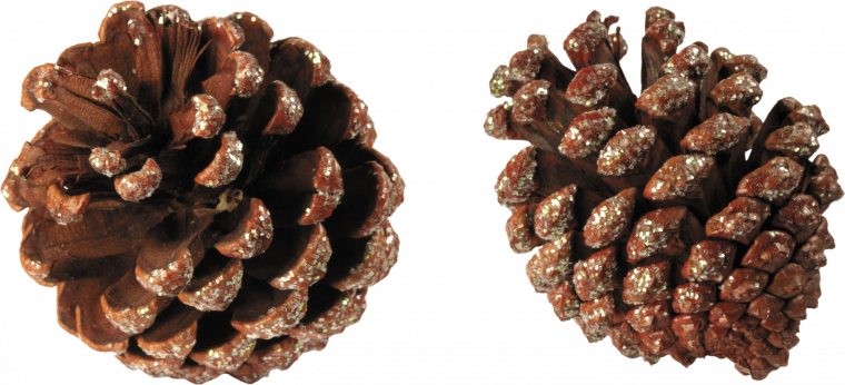 Шишки еловые на прозрачном фоне