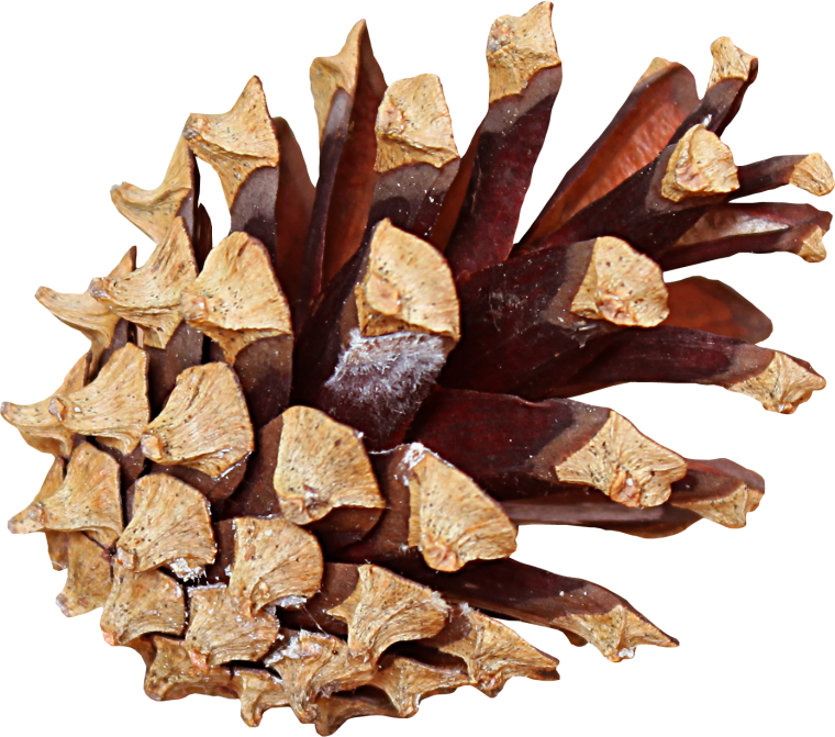 Шишки на прозрачном фоне