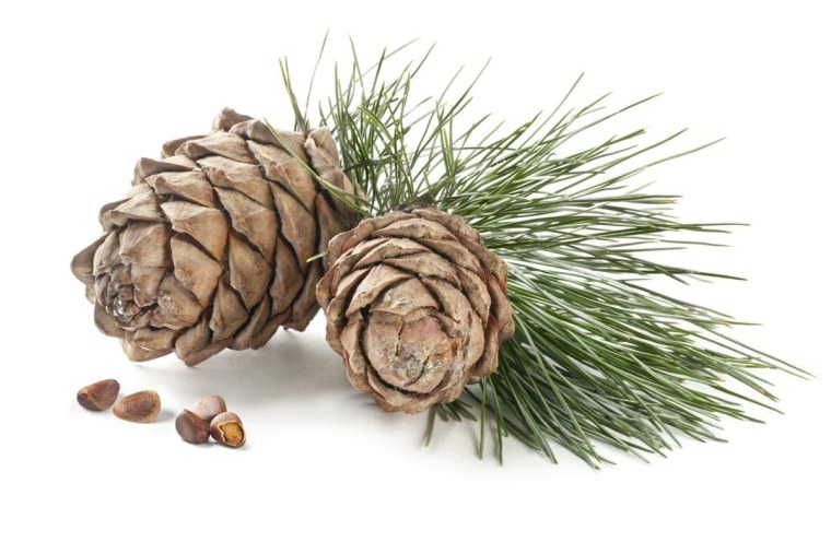 Кедр Сибирский шишка семена