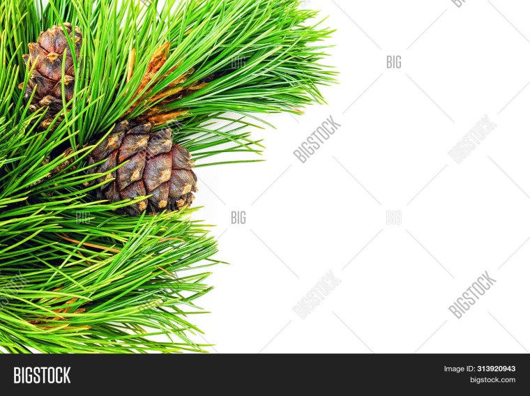 Кедровая ветка на белом фоне