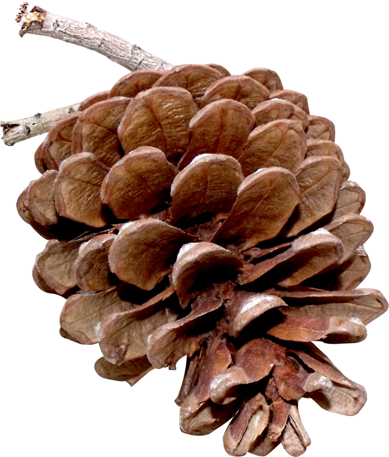 Шишки на прозрачном фоне