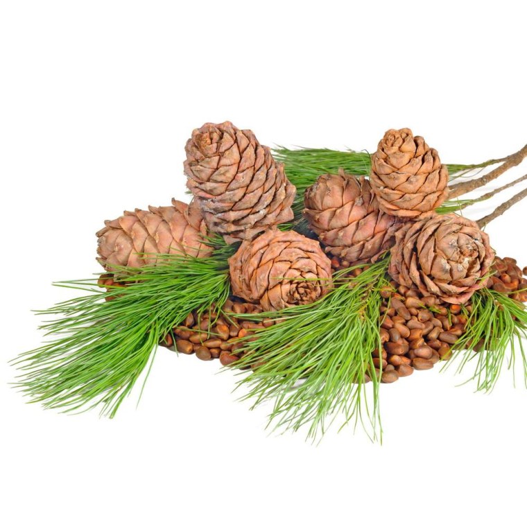 Вирджинский кедр на белом фоне