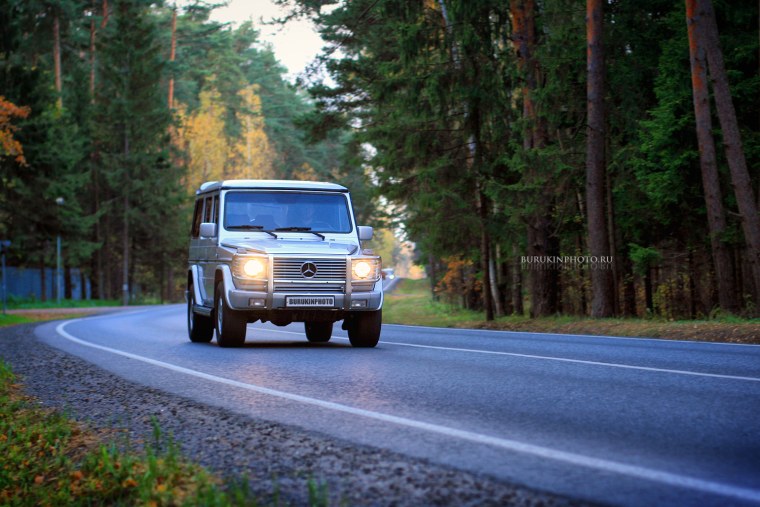 Гелик Лесной