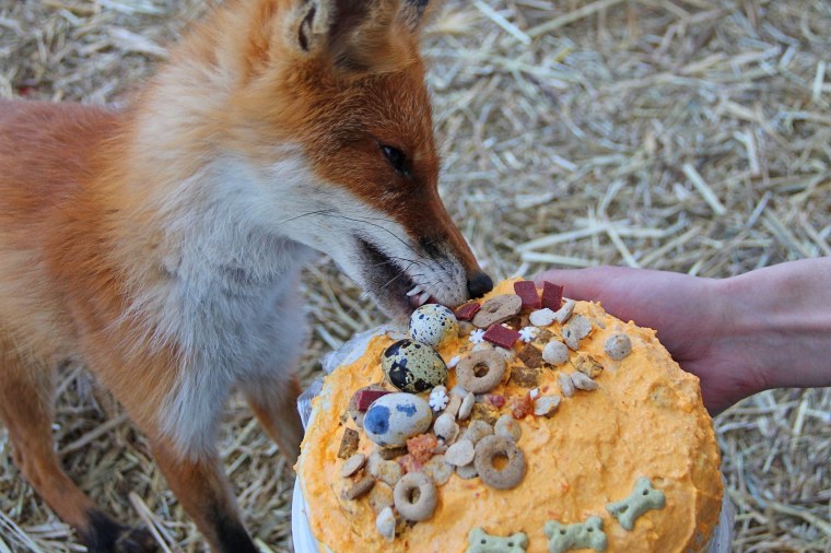 С днем рождения Лисичка