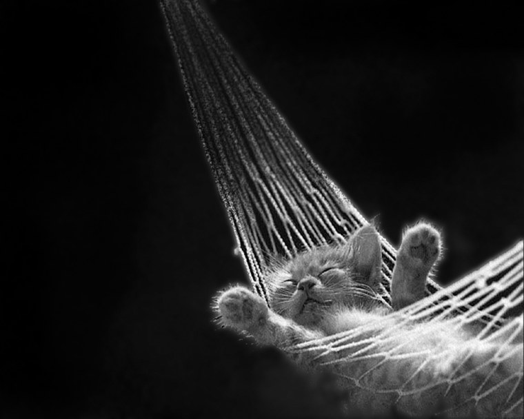 Кот спит в гамаке