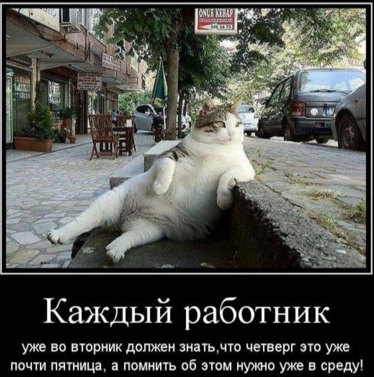 Кот Томбили из Стамбула