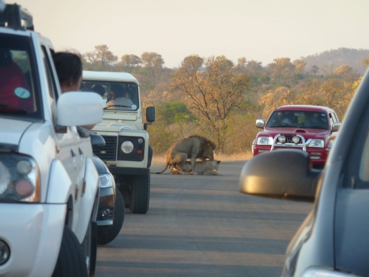 Львы на дороге и пусть весь мир подождет