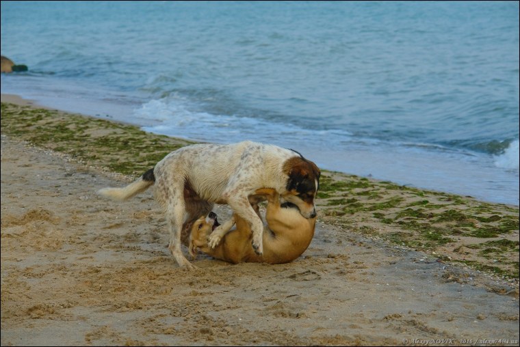 Тигры совокупляются и пусть весь мир подождет