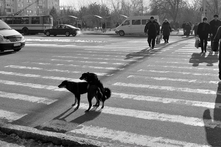 Собака на пешеходном переходе