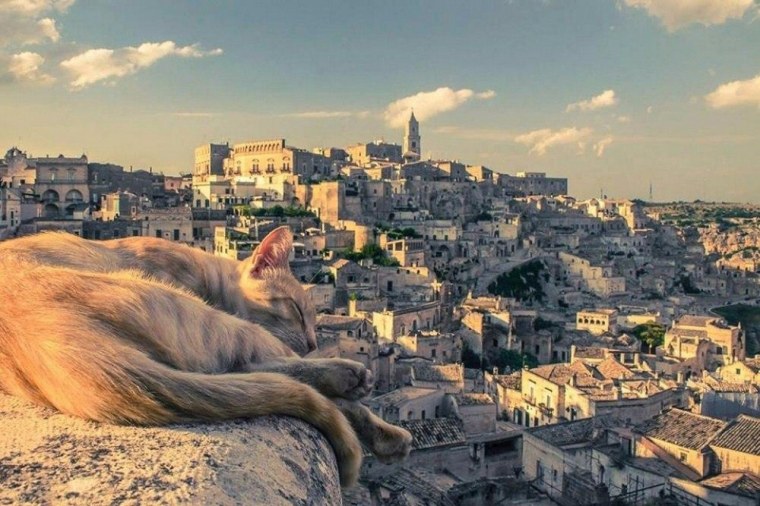 Кошки в Риме